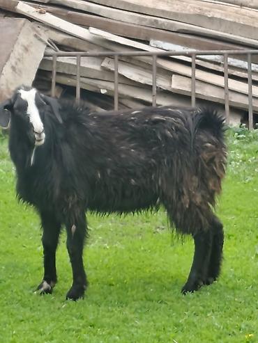 Козы, козлы: Продаю | Коза (самка), Козёл (самец), Козлёнок — 3