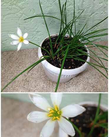 Другие комнатные растения: Зефирантес (выскочки) — род цветковых растений семейства