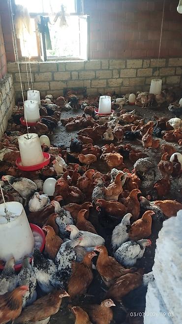 ev quşları haqqında melumat: Xarkov sibris lider 55 cinslər - Qrup halında yetişdirilmiş, azad — 1