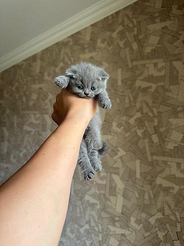 Кошки: Шотландская вислоухая, В добрые руки — 4