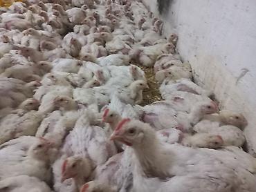 курица несушки: Продаю | Куры | Бройлерная | На забой — 2