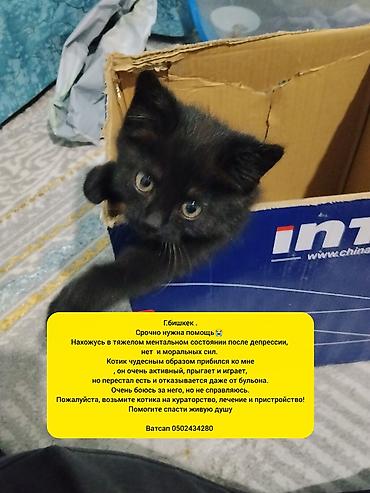 видео с пантерой коттедж: Отдам даром кошку — 1