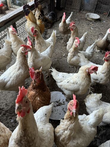продажа цыплят: Продаю карликов, цыплят и кур несушек❗️ Шабо 1 петух 1 курица - 4000с