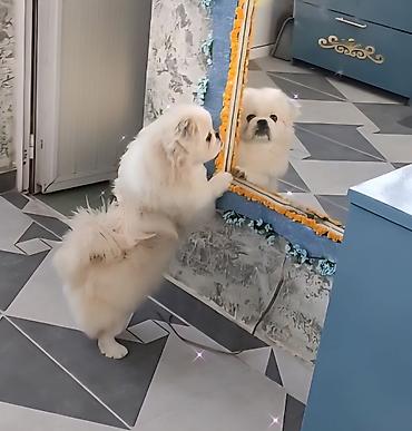 İtlər: Pekines, 1 il, Erkek, Cütləşmə üçün — 1