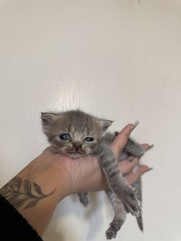 Pişiklər: Şotland — 9