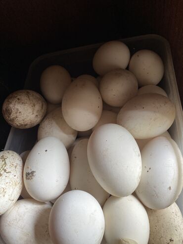 яйца оптом: Гусиные яйца только на употребление одно яйцо 80 сом
