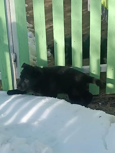 Продажа собак: Продаются щенки чистый немецкий овчарки воз 1 месяца только званиит — 8