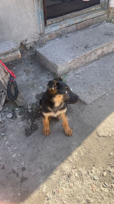 домик для сабаки: Убежала собака немецкая овчарка возраст 2 месяцев убежала с дома