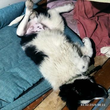 Отдам даром собаку: Щенок, черно-белый, среднего размера. Порода: дворняга . Возраст на — 21