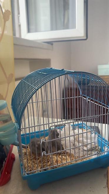 hamster: Kiçik gəmirici üçün qəfəs dəsti - Material: metal barmaqlıqlar və — 2