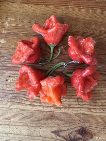 Перец: Перец Полугорький, В розницу — 7