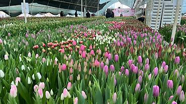 Букеты из живых цветов: Тюльпаны к 8 Марта — опт и розница. - Свежесрезанные тюльпаны разных — 6