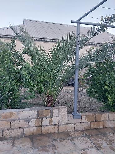 baki lenkeran nece saat: Xurma (xurma palması) – dekorativ landşaft üçün - Növlü xurma — 1