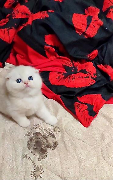 Продажа кошек: С документами. Чистокровный Шотландский вислоухий котёнок, (мальчик) — 8