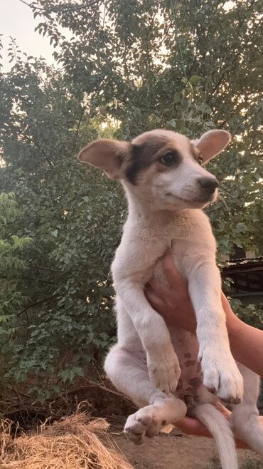 шотландская вислоухая кошка черная: 2 месяца, Самка