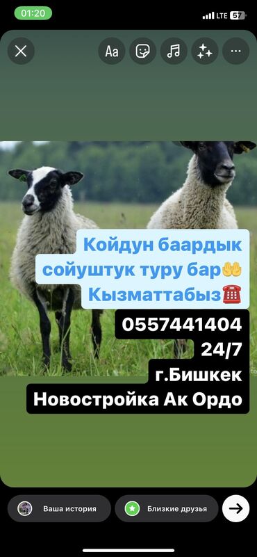 кой коозу: Продаю | Овца (самка), Ягненок, Баран (самец) | На забой, Для разведения, Для шерсти | Ярка