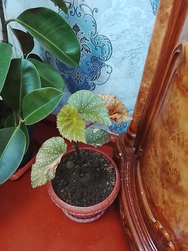 Otaq bitkiləri: Hercur gul ve herqiymete var — 3