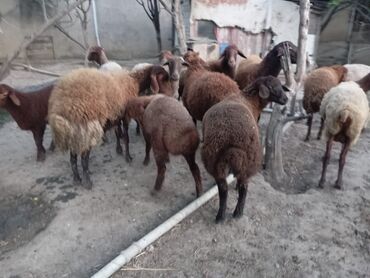 Qoyunlar, qoçlar: Dişi, Qala, il: 1, 60 kq, Damazlıq, Ünvandan götürmə