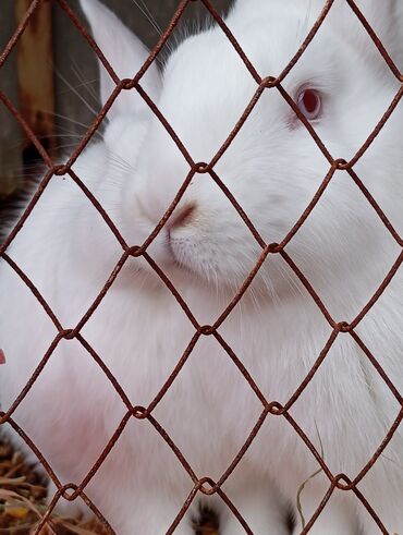 Декоративные кролики: Продаю кроликов