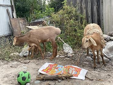 Баран, овца: Продаю | Овца (самка) — 4