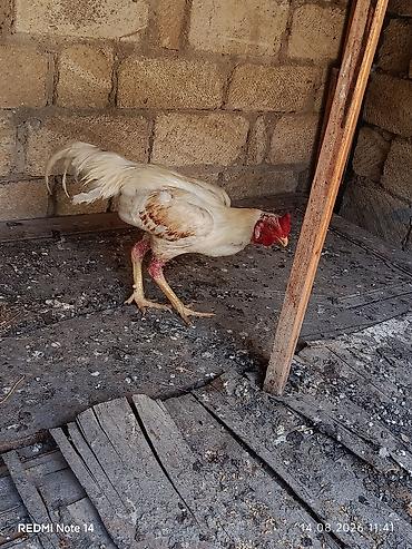 Xoruzlar: Ağ rəngli xoruz 11 aylig xoruz du heç bir prablemi yoxdu vaksinləri — 6