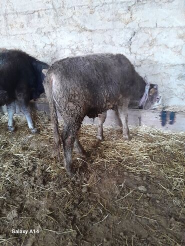 Коровы, быки: Продаю | Музоо, торпок | На откорм — 2
