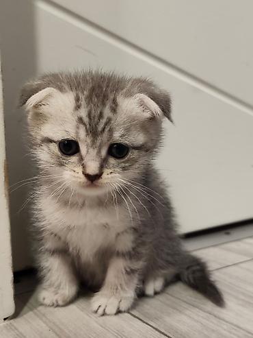 Pişiklər: Skottish Fold balaları - Cins: Scottish Fold (qatlanmış qulaqlı) - — 11