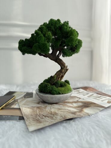 Декоративные цветы: Деревья-бонсай из натурального стабилизированного мха🌳 -это — 56