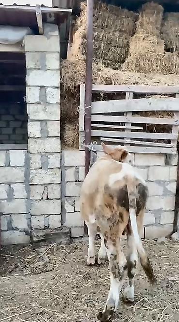 tap.az danalar: Dana, buzov, Erkək, ay: 12, Ətlik — 1