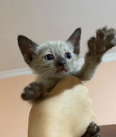 Отдам даром кошку: 1 месяц, Мальчик at lalafo.kg — 1 Отдам даром кошку: 1 месяц, Мальчик — 1