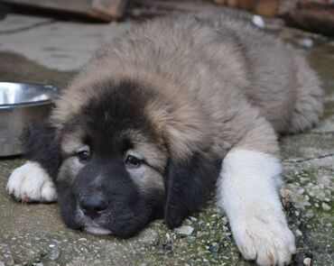 Psi: Odgajivačnica "Joxateam kennel" prodaje štenad Kavkaskog ovcara od — 10