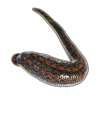 Медицинские пиявки (Hirudo medicinalis) для гирудотерапии. Россия