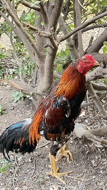 ördək balası və cücə: Xoruz, Heyratı, il: 1, Rayonlara çatdırılma, Ödənişli çatdırılma — 2