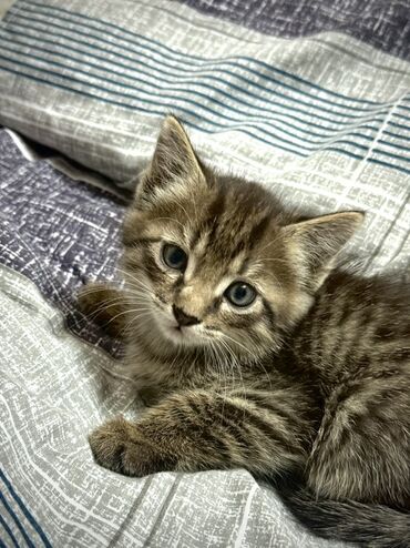возьму кошку в добрые руки: ОТДАМ КОТЯТ В ХОРОШИЕ РУКИ. 2 мальчика. Едят все. Ходят в лоток