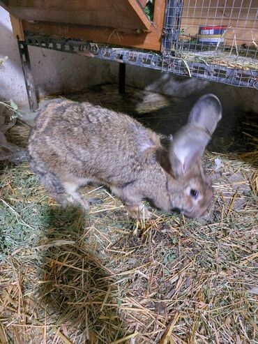 Gəmiricilər: 10azndan - 20azna qədər qiymetler deyişir Diri çəkiləri 1kq -3kq -da lalafo.az — 6 Gəmiricilər: 10azndan - 20azna qədər qiymetler deyişir Diri çəkiləri 1kq -3kq — 6