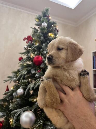 İtlər: Retriever, 2 ay, Dişi, Sənədli, Ödənişli çatdırılma, Ünvandan götürmə — 5