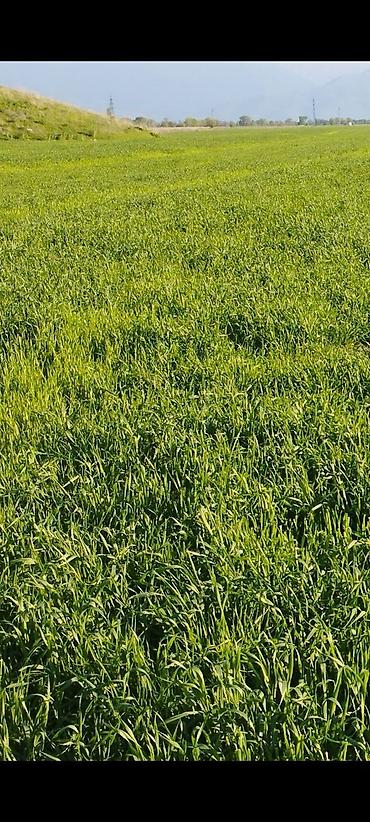 Продажа участков: 400 соток — 6