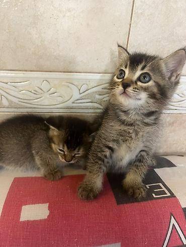 Tabbi, Yaxşı əllərə
