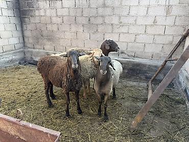 Продам с/х животных: Продаю | Овца (самка) | Полукровка | Для разведения | Ярка — 3