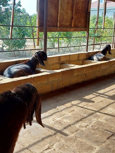 Keçi, çəpiş: 3üdə bir yerdə satılır, 1 erkəy 2 dişi marağlanan yaza bilər — 4