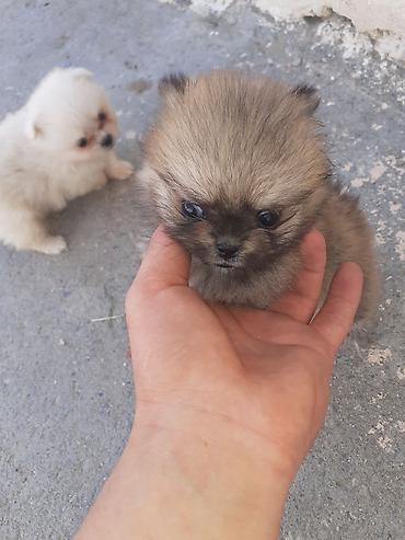 spitz it: Şpitz, Peyvəndli — 5