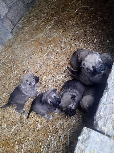 İtlər: Peyvəndli — 3