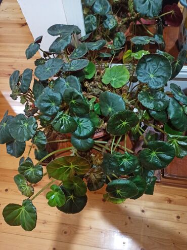 Otaq bitkiləri: Masazır ev gülləri — 12