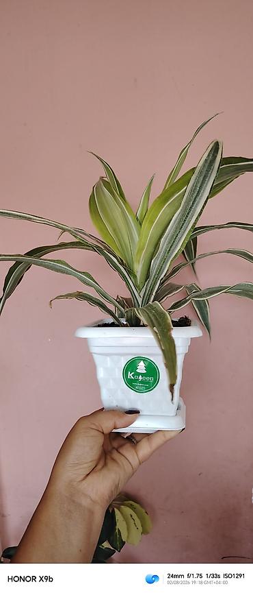 otaq qapları: Otaq bitkisi – Drasena fragrans ‘Warneckei’ (zolaqlı drasena) - — 2