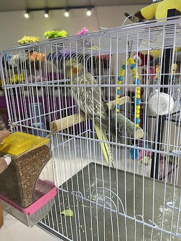 heyvan sikismesi: Sultan papuqayı (cockatiel) üçün qəfəs komplekti. Ağ rəngli metal — 1