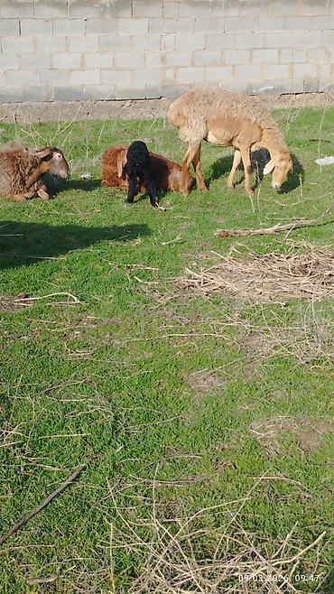 Баран, овца: Продаю | Овца (самка) | Для разведения | Матка — 9