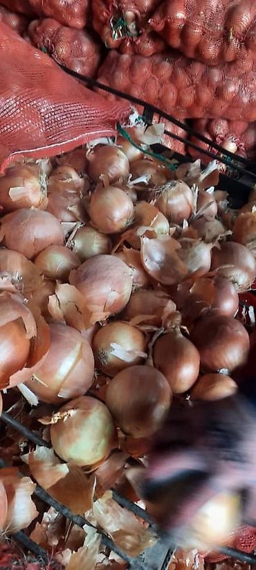 Промышленные холодильники и комплектующие: Сдаются в аренду холодильники промышленные для сельскохозяйственных — 12