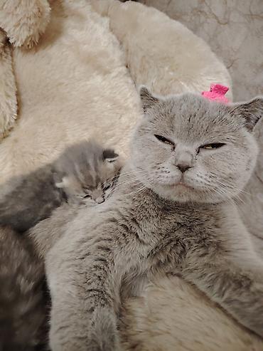 Pişiklər: Şotland -da lalafo.az — 11 Pişiklər: Şotland — 11