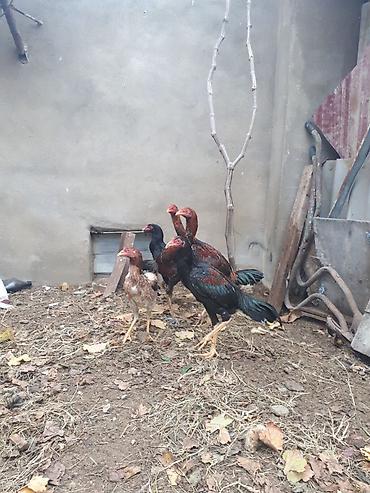 heyrati barter: Xoruz, Heyratı, il: 1 — 6