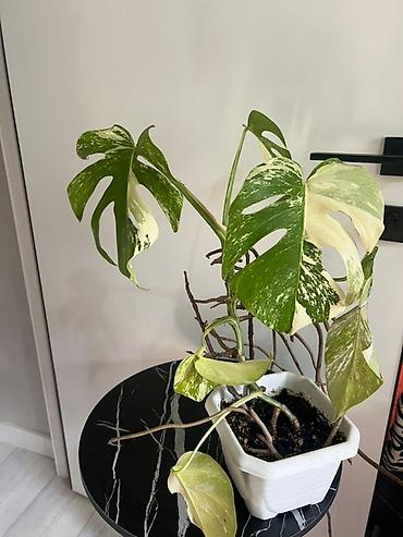 Монстеры: Монстера вариегатная (Monstera deliciosa variegata) — комнатное — 7